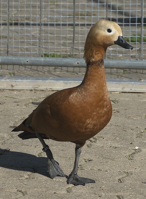 排名