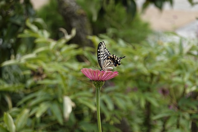 河北華夏幸 河北華夏幸