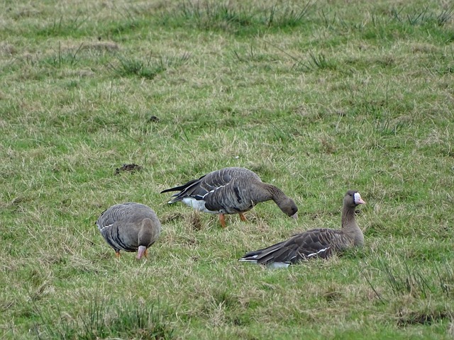 使教练在战 使教练在战