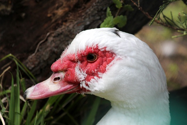 大批忠实粉 大批忠实粉